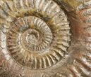 Grammoceras Ammonite - France #4335-2